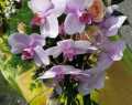 WhatsApp-Image-2020-09-06-at-17.39.111